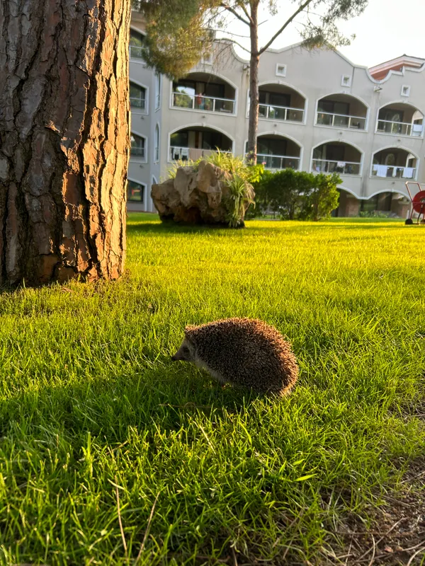 Sirene Belek Hotel фото 68