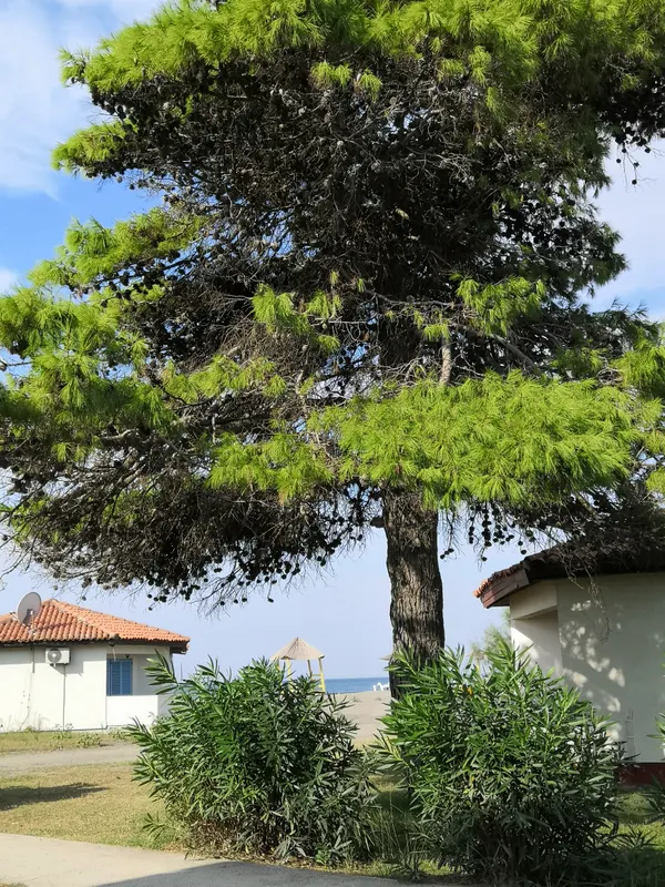 Ada Bojana фото 3