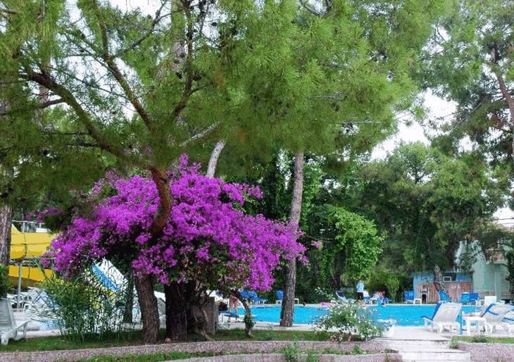 Royal Sultan Garden фото 6