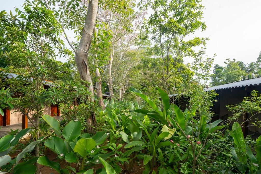 Cascara Weligama фото 47