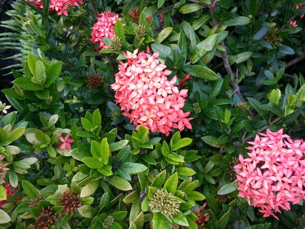 La Diguoise фото 6