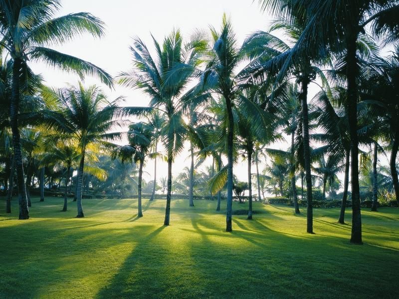 Shangri-La Mactan, Cebu фото 6