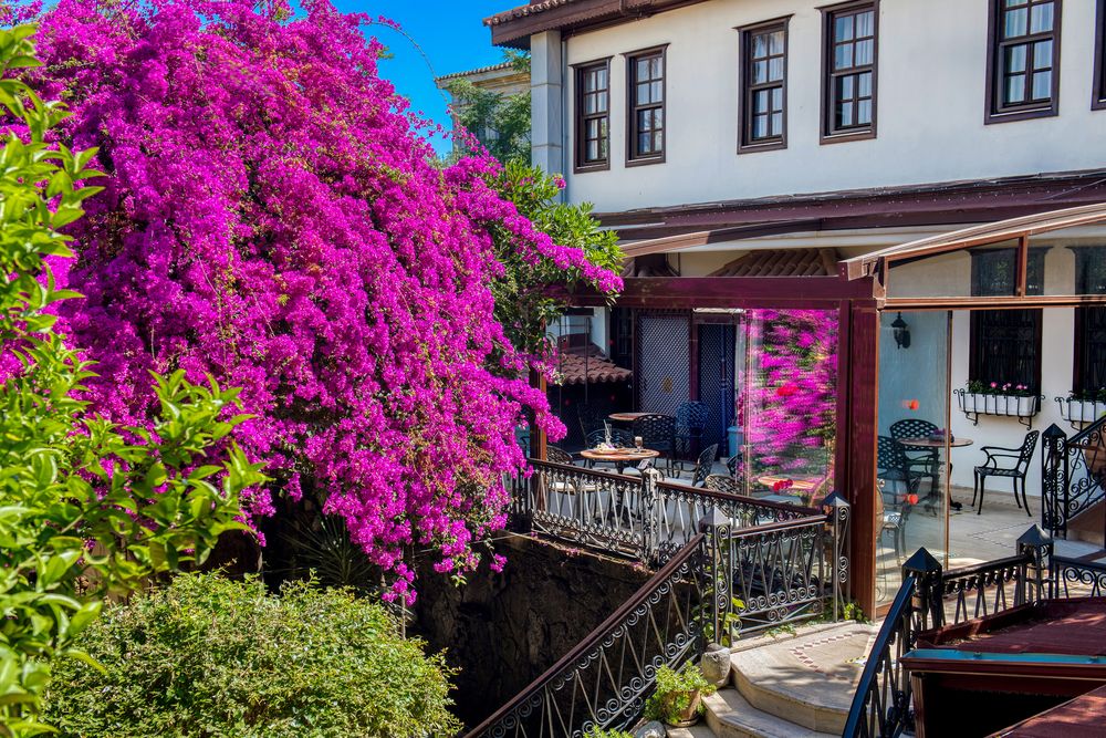 Dogan фото 27