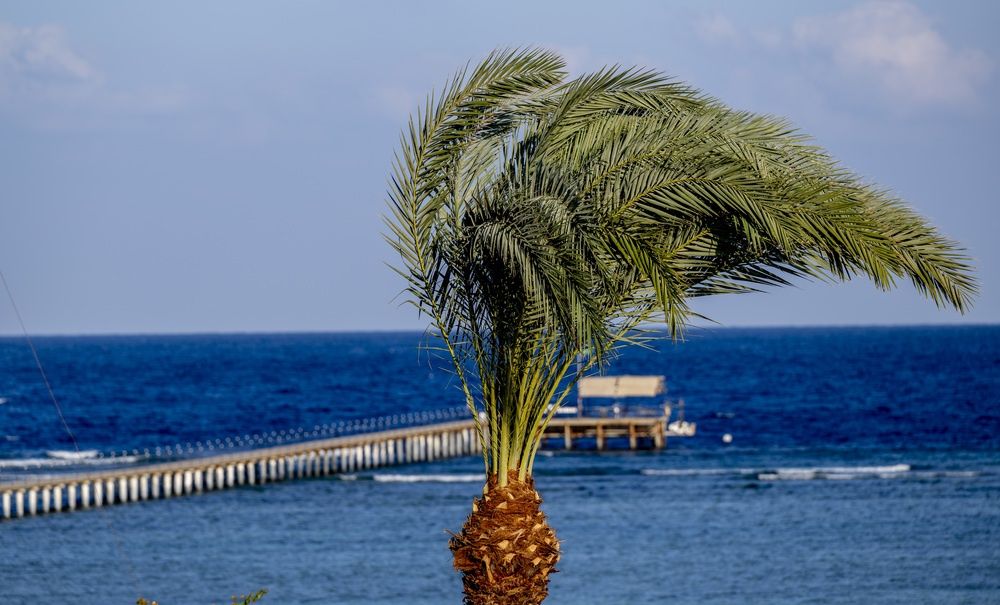 Blue Reef Red Sea Resort фото 42