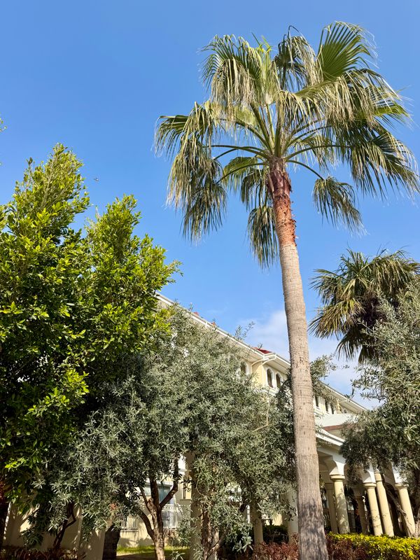 Swandor Hotels & Resorts Topkapı Palace фото 77
