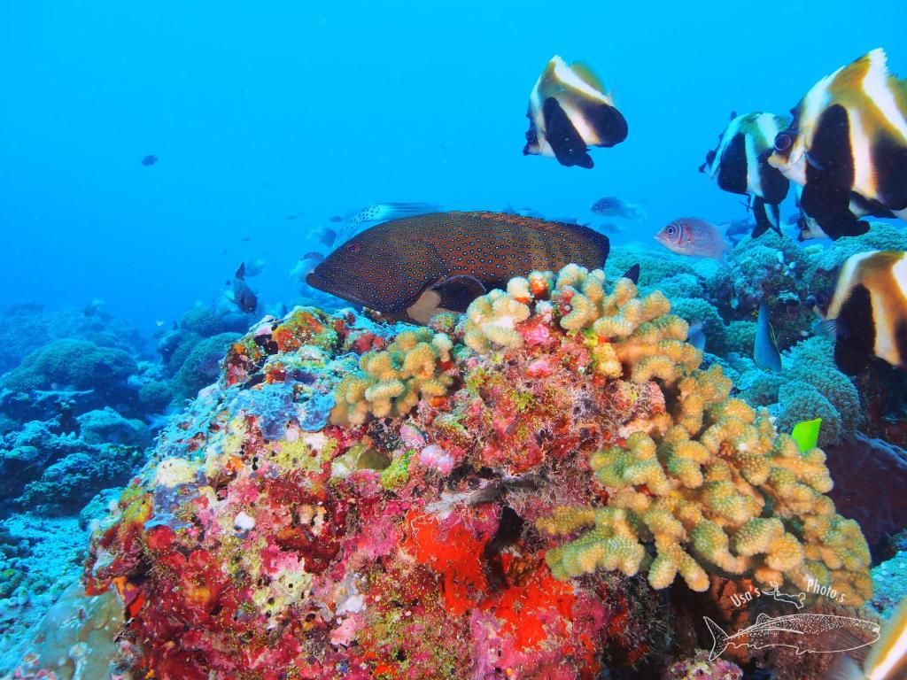 Guest House «Whitesand Dhigurah Guest House» фото 34