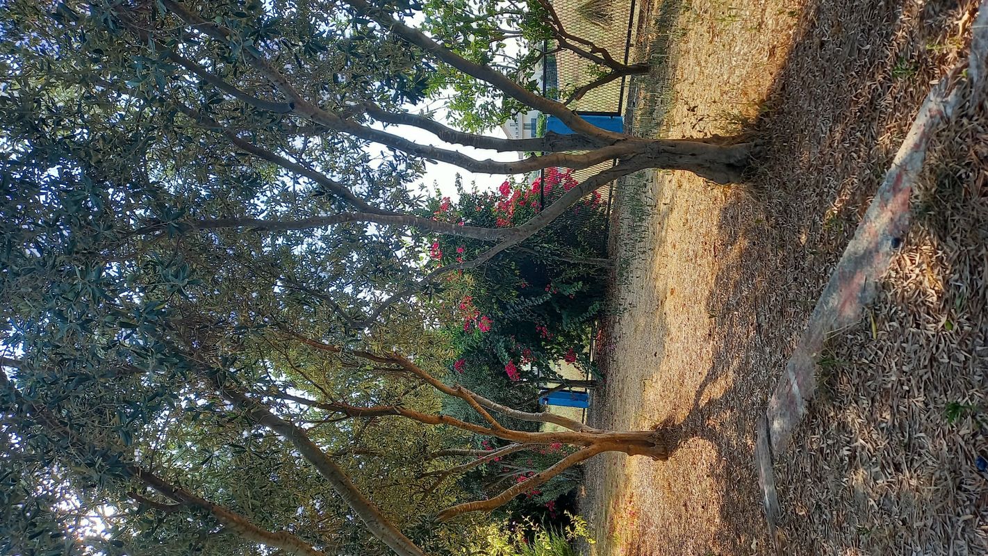 Azalia Garden Side фото 17