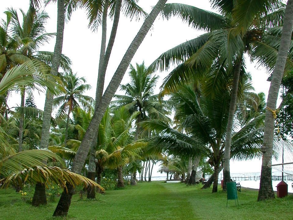 Coconut Lagoon - CGH Earth фото 28