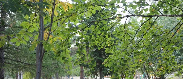 Фото отеля Березки