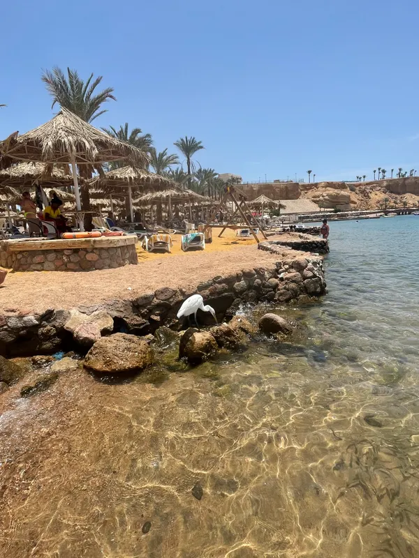 Seti Sharm Palm Beach Resort фото 61