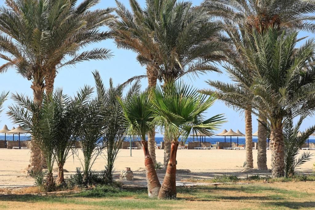 Pensée Beach Resort Marsa Alam operated by The Three Corners Hotels & Resorts фото 38