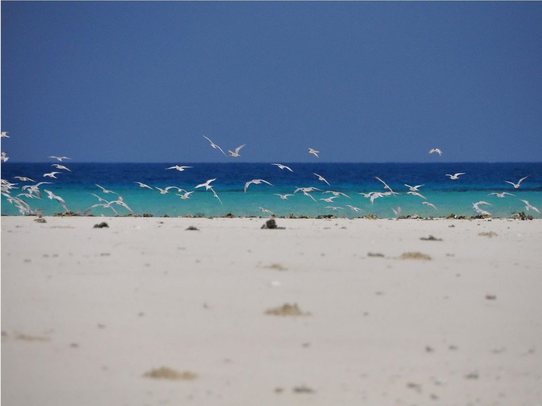 Chuini Zanzibar Beach Lodge фото 28