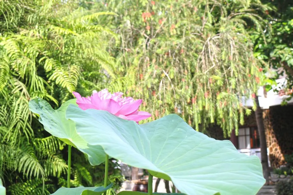 Ravenala Boutique Resort фото 20