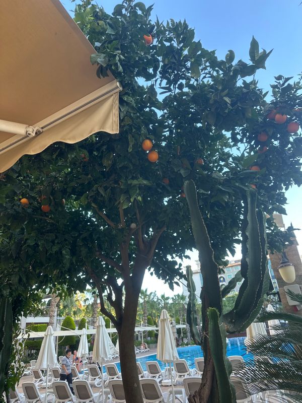 Dizalya Palm Garden фото 68