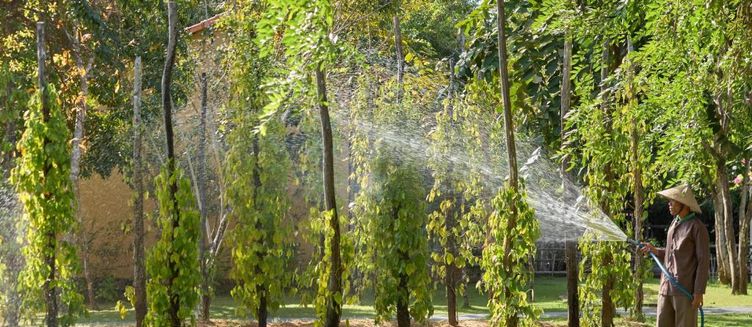 Фото отеля Green Bay Phu Quoc Resort & Spa