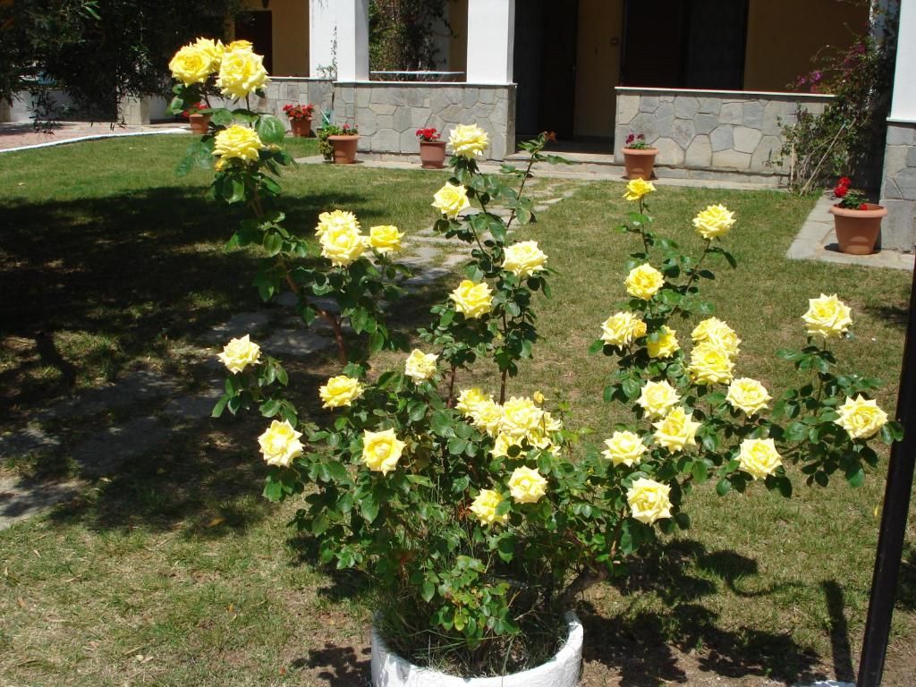 Asteris Village фото 8