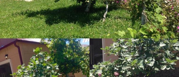 Фото отеля Ахчыпсы