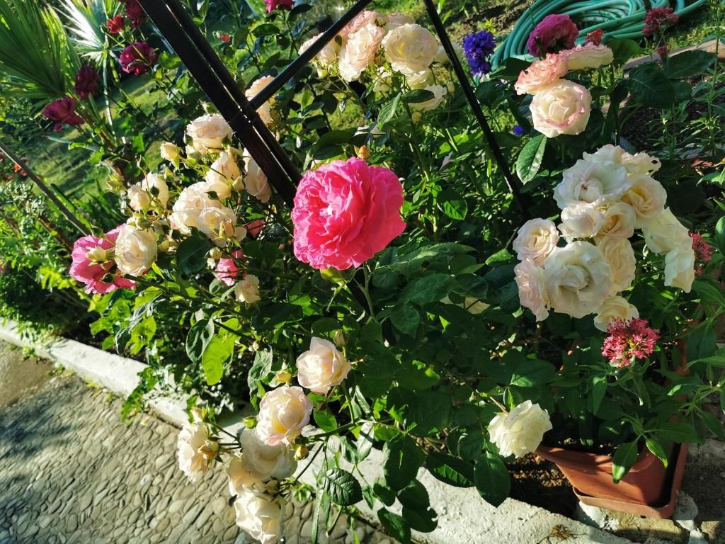 Hotel Trakia Garden фото 19