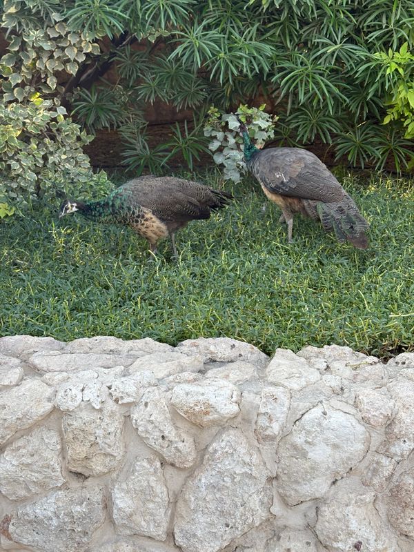 JA Beach Hotel фото 43