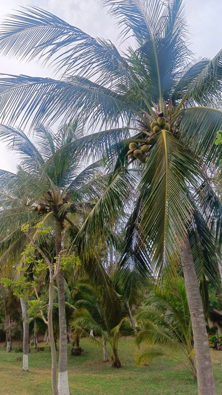 Victoria Phan Thiet Beach Resort & Spa фото 43