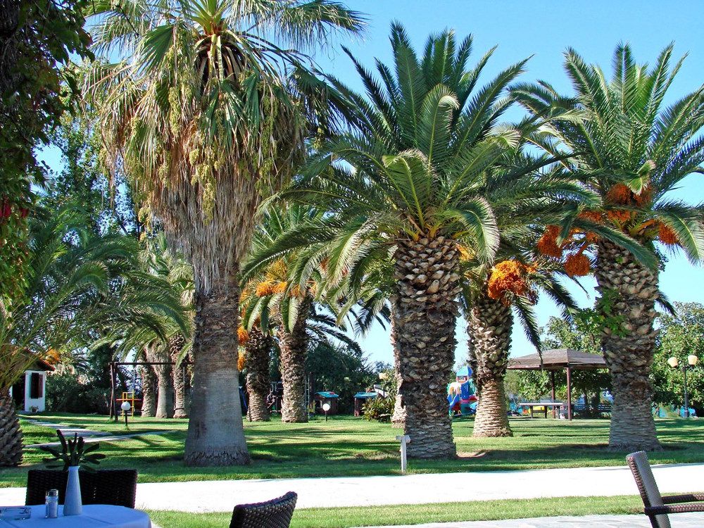 Kassandra Palace Hotel & Spa фото 17