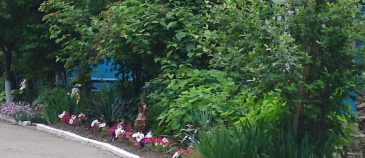 Фото отеля Калина Красная