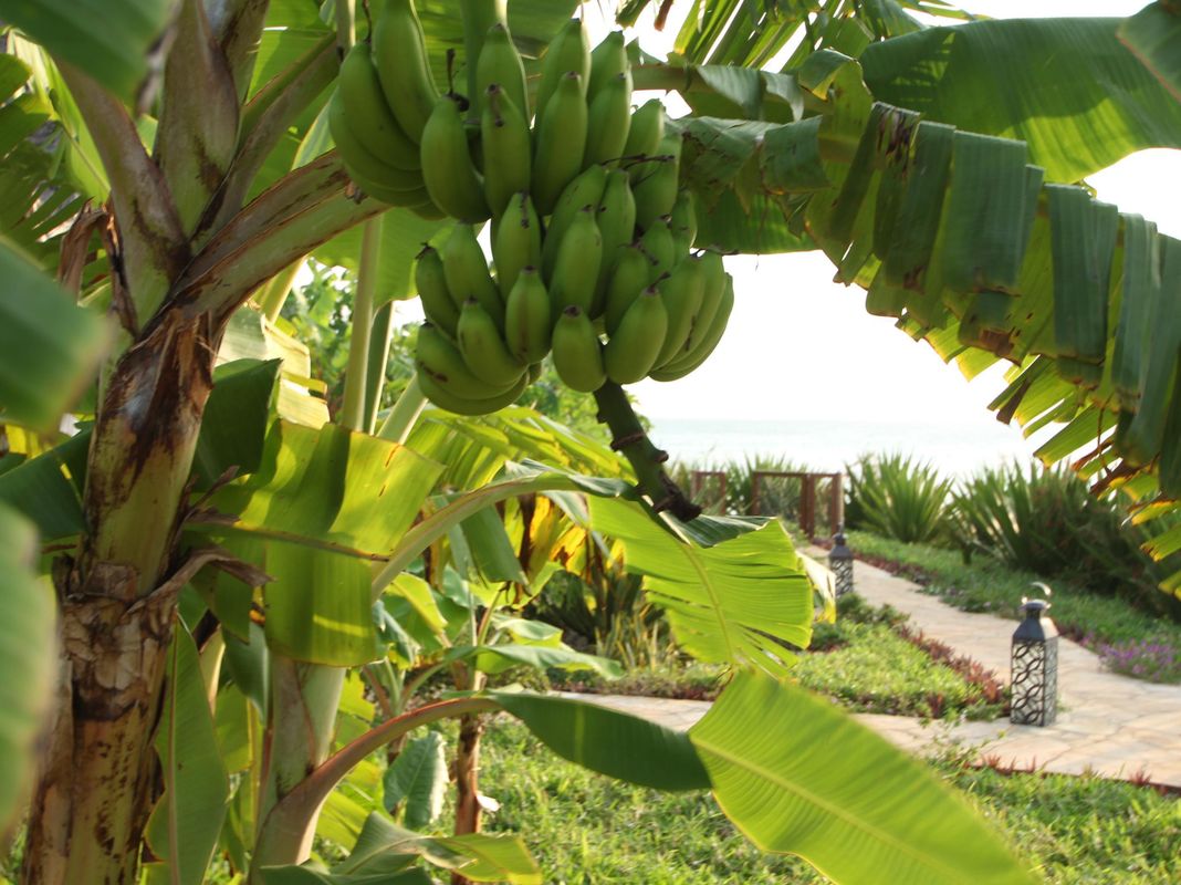 Fruit & Spice Wellness Resort фото 29