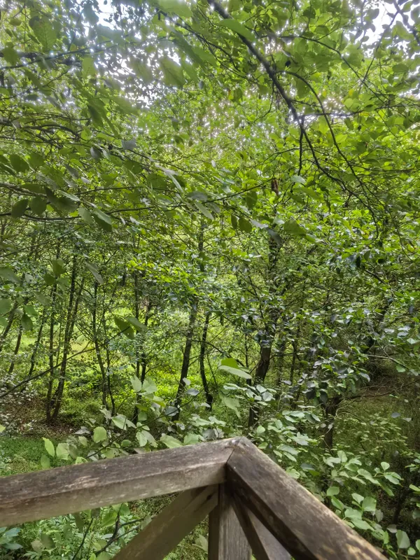 Garuda Glamping Abkhazia фото 1