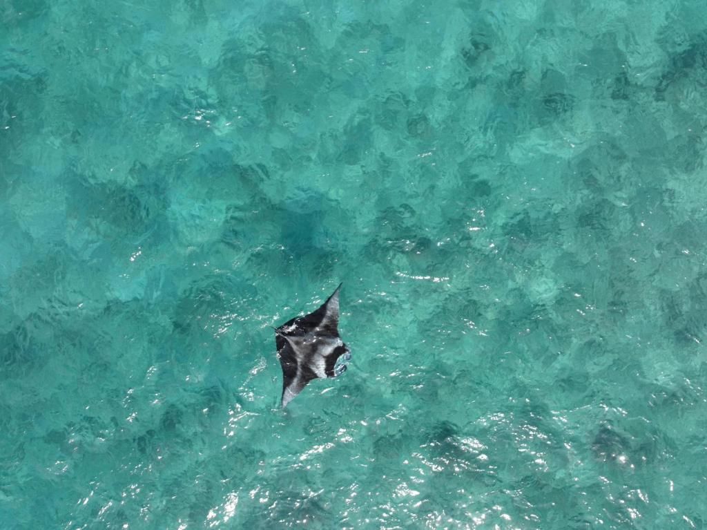 Biosphere by Hawks Hotels Kamadhoo Baa Atoll фото 29