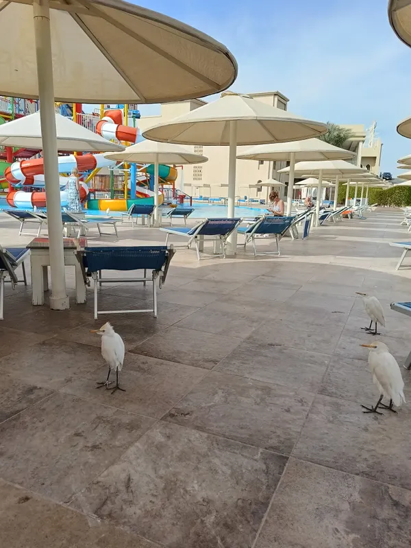 Pickalbatros Aqua Park Resort (Hurgada) фото 105