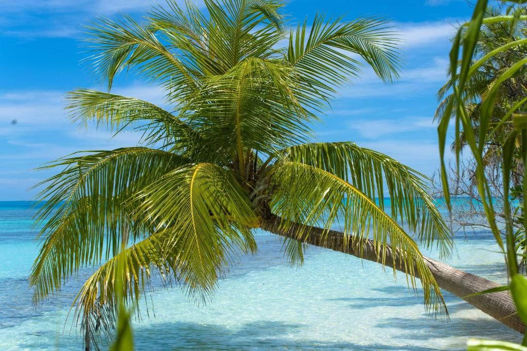Dhiguveli Maldives фото 33