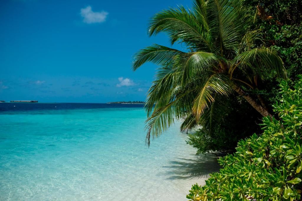 Biyadhoo Island Resort фото 33