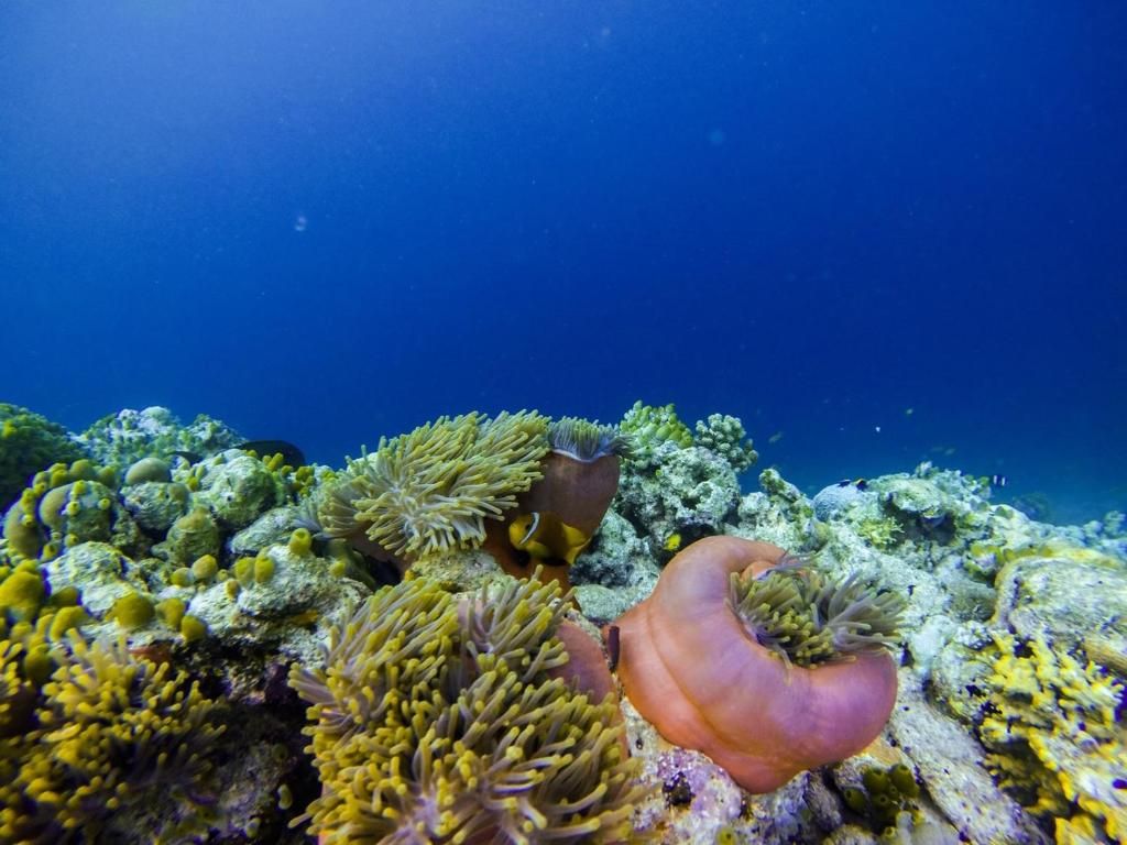 Vaali Island Escapes & Dive фото 41