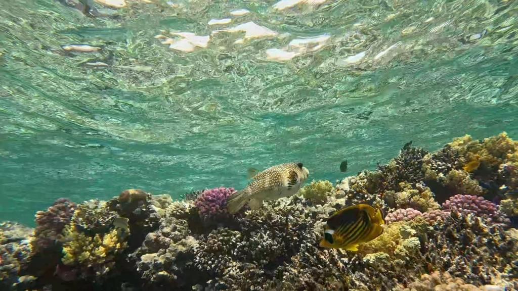 Sharm El Naga Resort and Diving Center фото 25