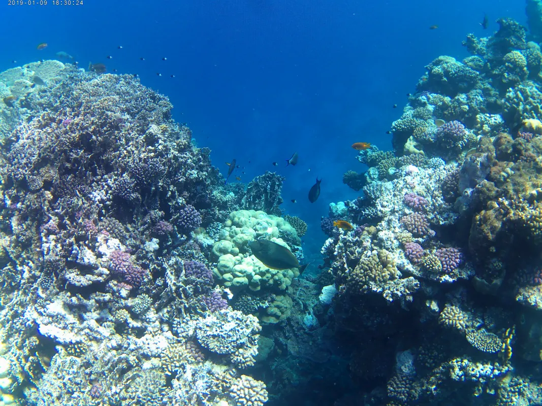 Protels Crystal Beach Resort фото 75