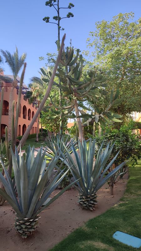Jaz Makadi Saraya Resort фото 65