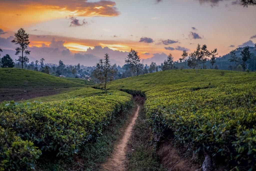 Amaya Langdale Nuwara Eliya фото 42