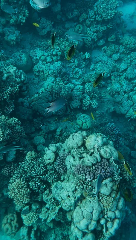 Domina Coral Bay Aquamarine Pool фото 76