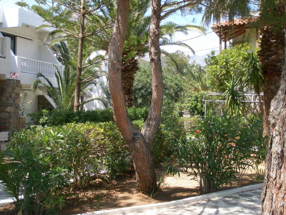 Avra Palm фото 12