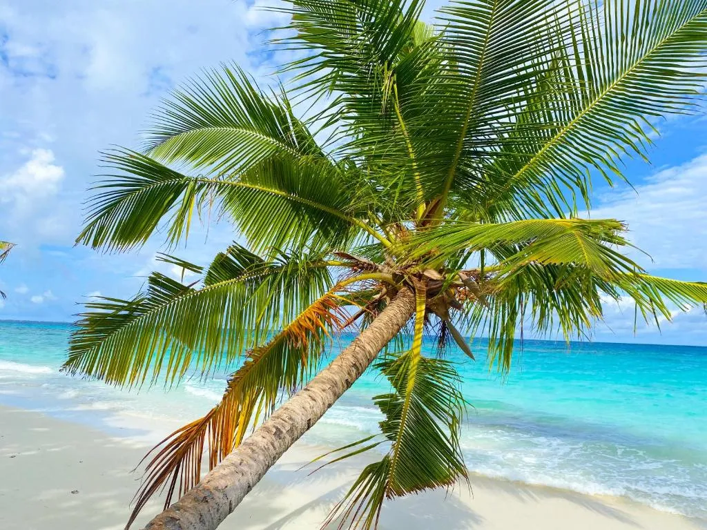Guest House «TME Retreats Dhigurah Guest House» фото 14