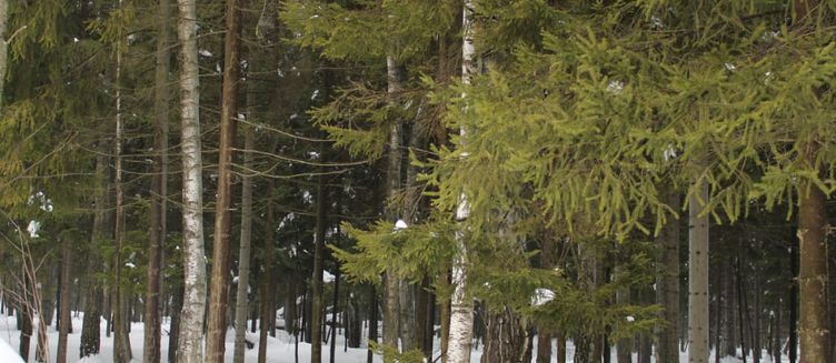 Фото отеля Shakar Palace