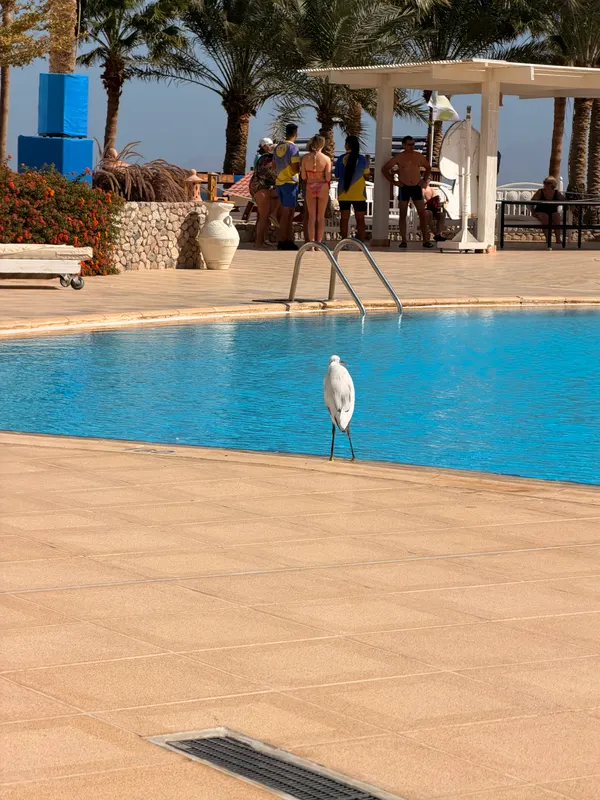 Sharm Club Beach Resort фото 99