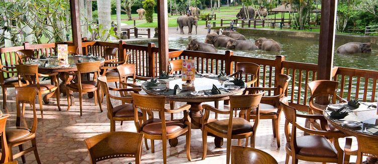 Фото отеля Mason Elephant Lodge