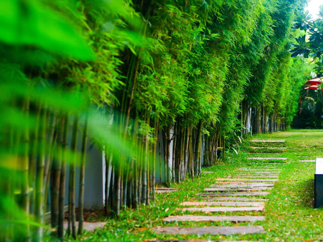 Palm Grove Resort фото 24
