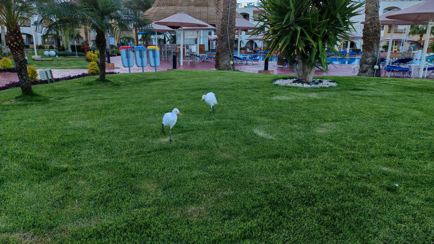 Pickalbatros Royal Grand Resort Sharm El Sheikh (Adults Only) фото 88
