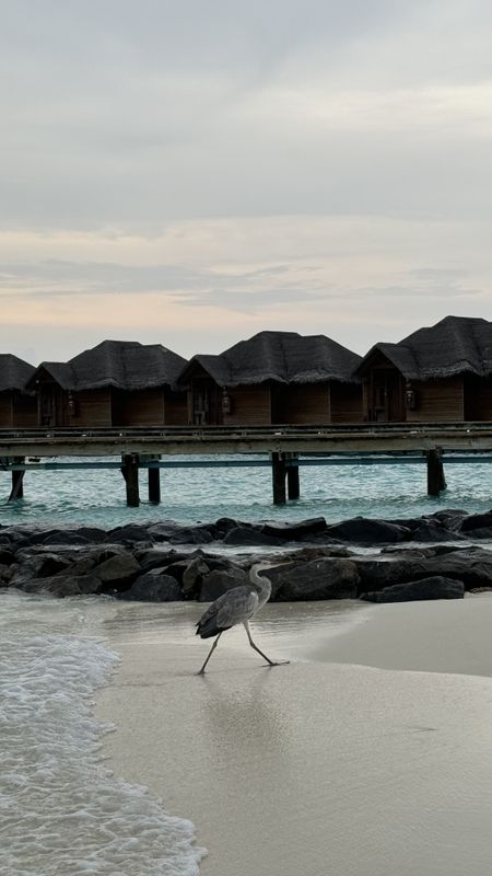 Fihalhohi Maldives фото 102