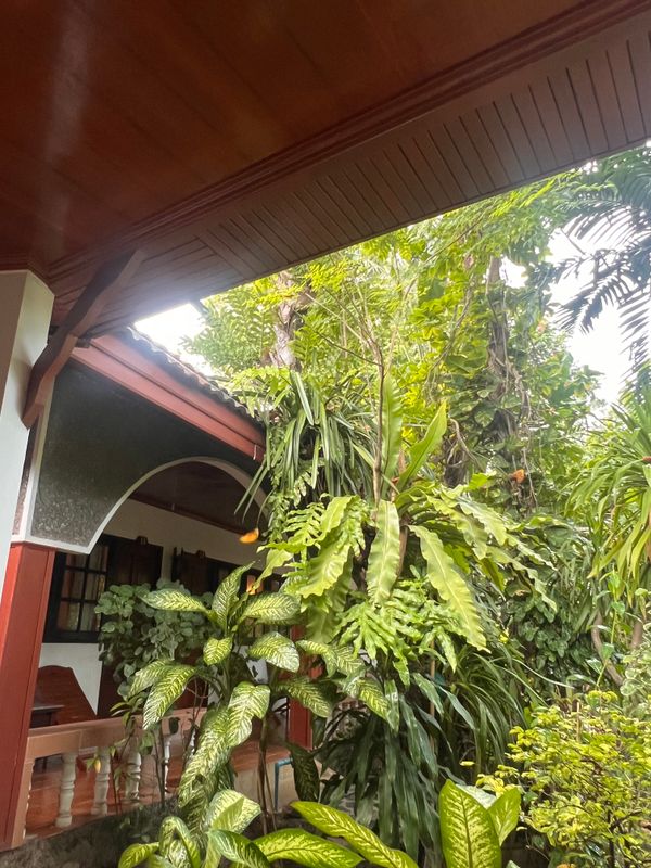 Tropica Bungalow Beach Hotel фото 16