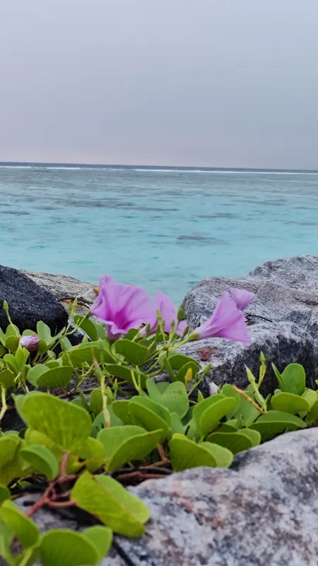 IHaven Thulusdhoo фото 7