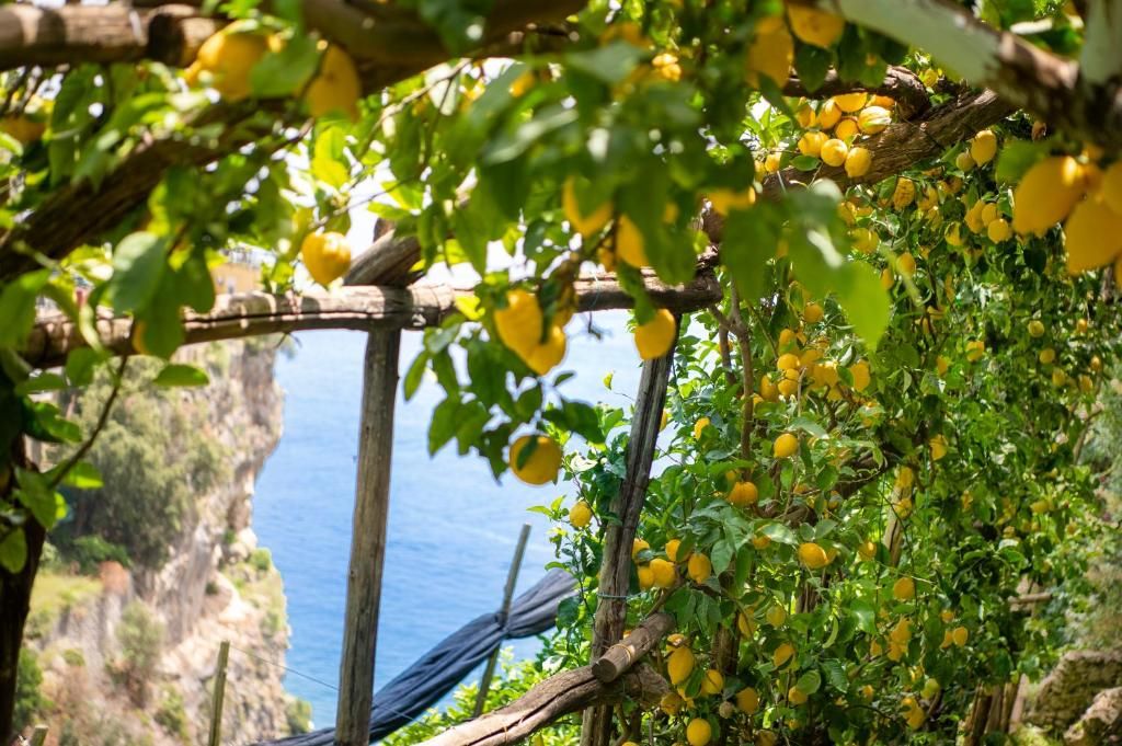 La Pergola фото 11