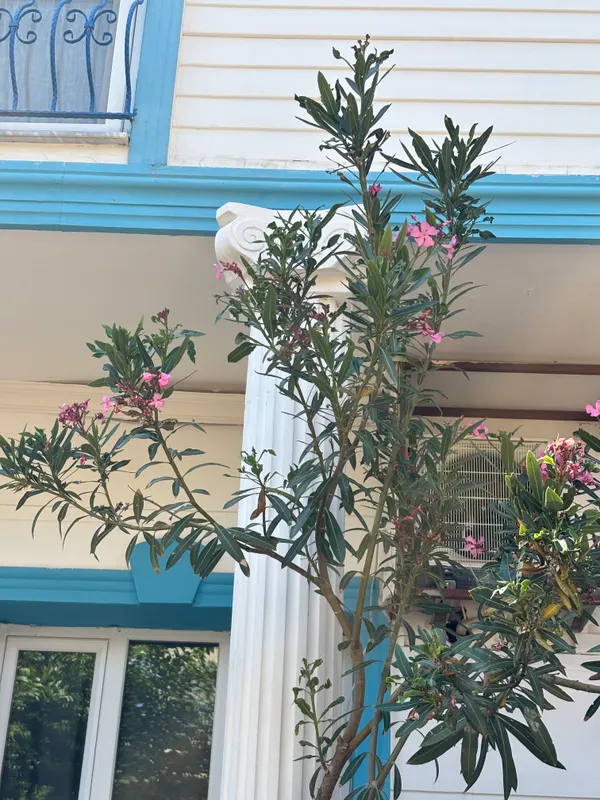 Hotel Puya фото 2